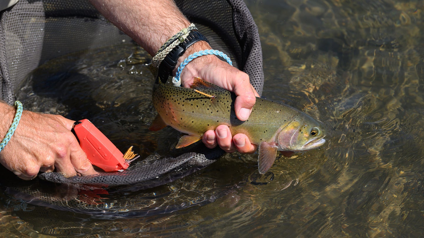 hands hold cutthroat trout over net and tag it