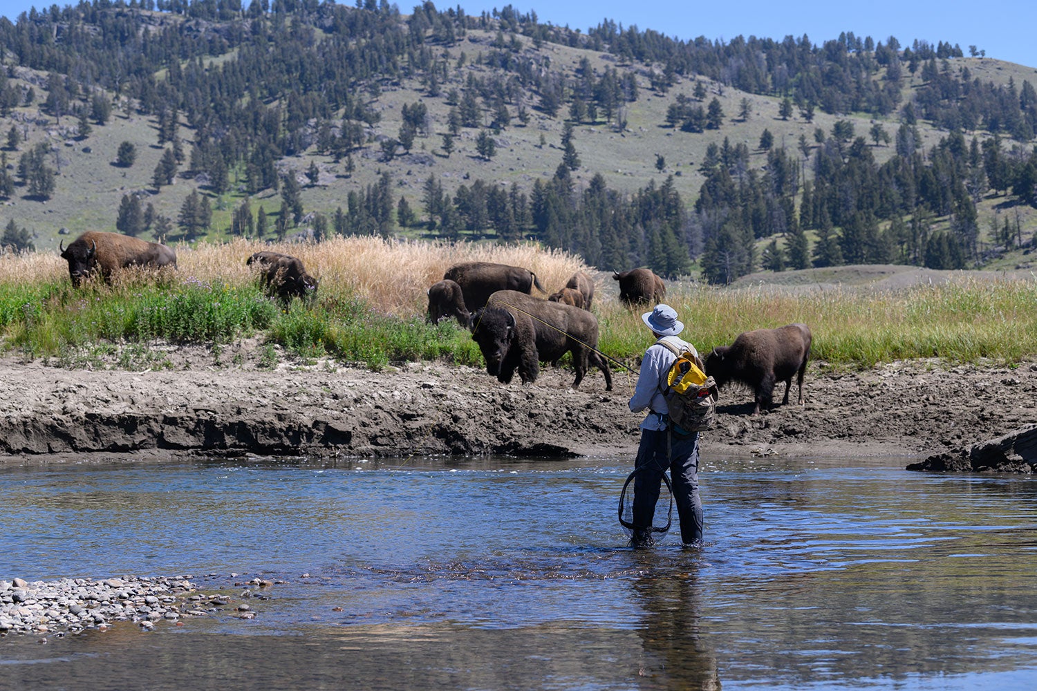 angler in river looks at group of bison on riverbank