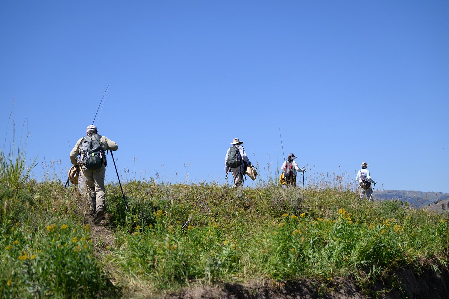 anglers hike through low vegetation in Yellowstone Park