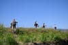 anglers hike through low vegetation in Yellowstone Park