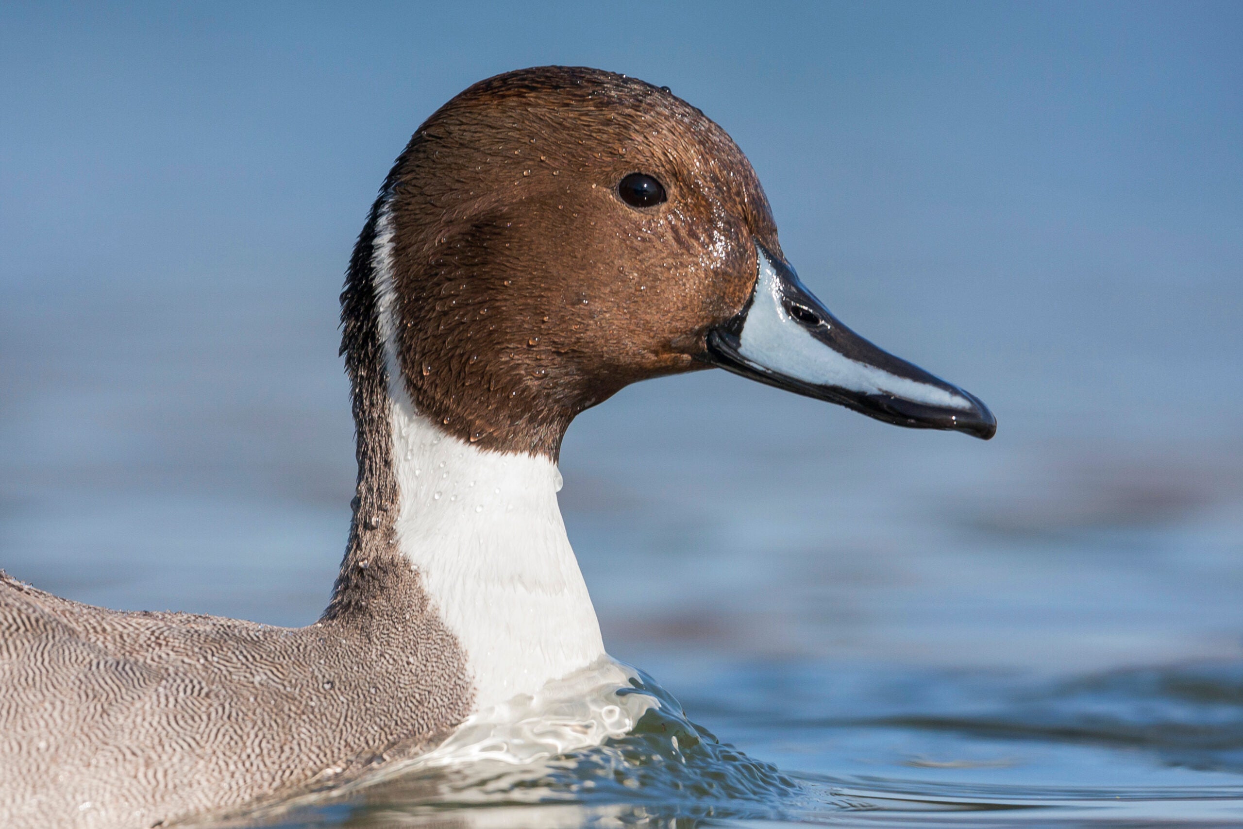 Photo of a pintail duck in water