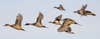 Photo of pintail ducks flying together