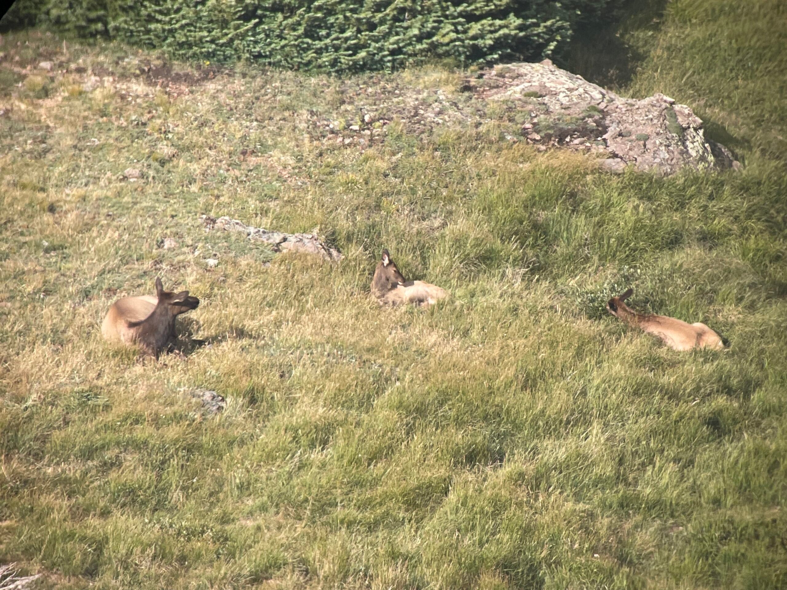 A cow elk and two calves captured on the Nikon Monarch at 250 yards.