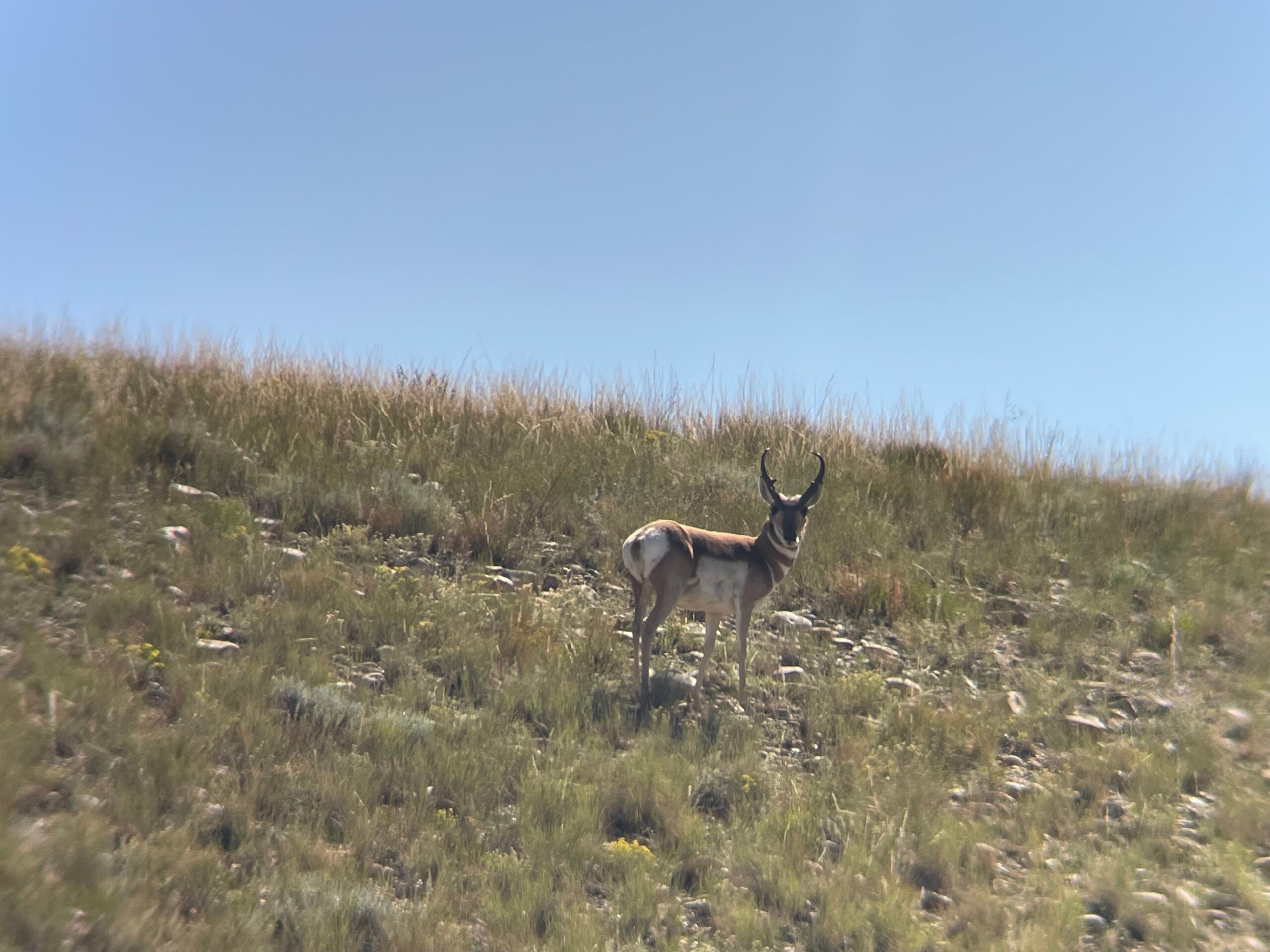 Pronghorn antelope in field