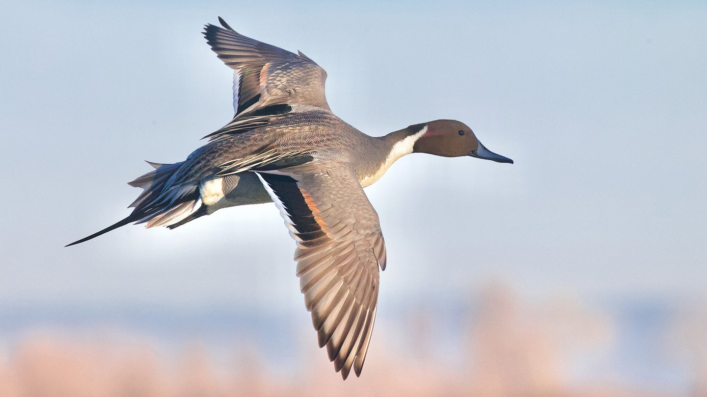 Photo of a pintail duck flying