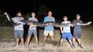 Florida Snake Hunters Wrangle 17-Foot Burmese Python with Deer Hooves in its Stomach