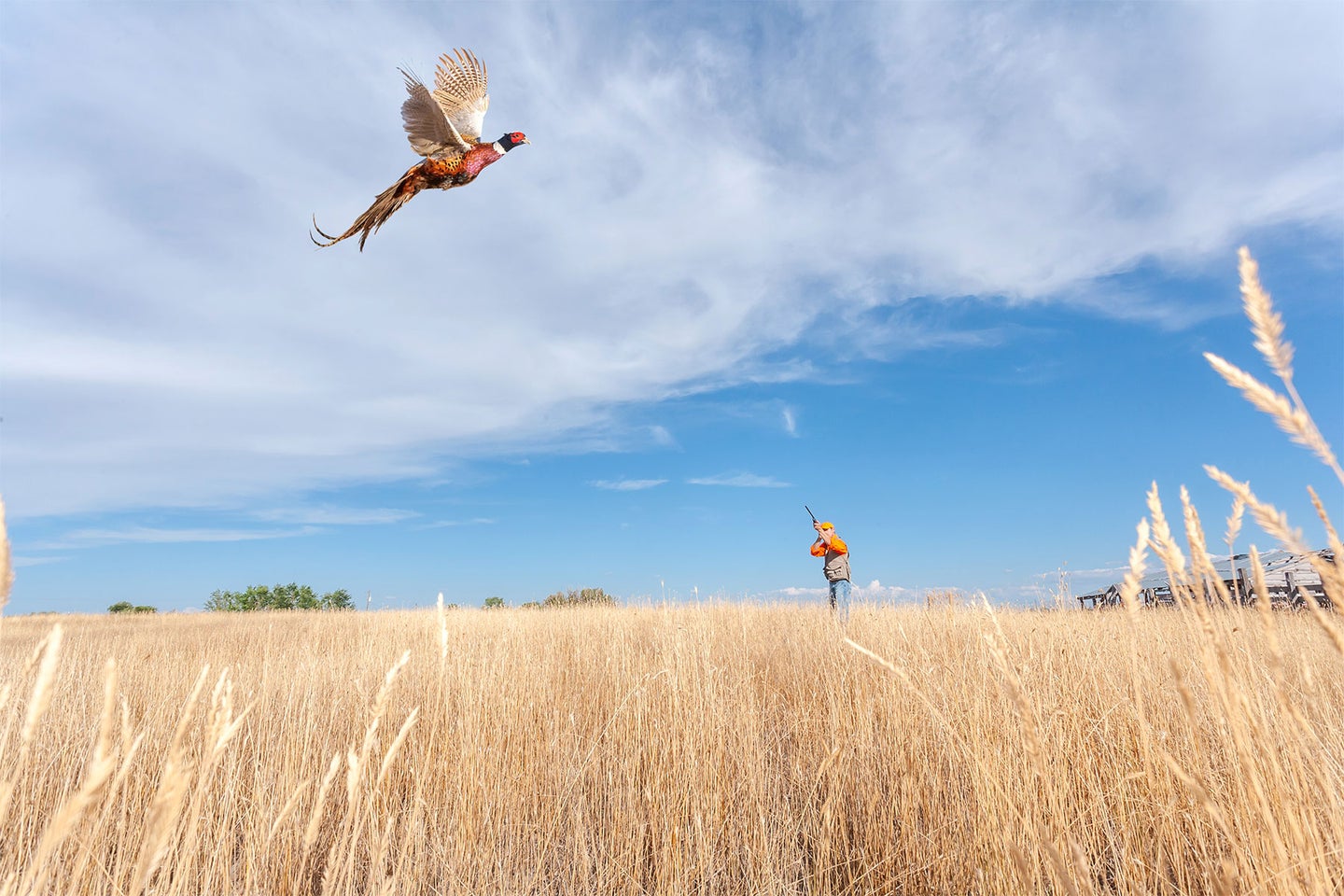 A pheasant flies through an agricultural field while a hunter prepares to shoot.
