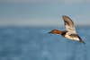 Photo of a canvasback duck flying