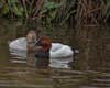 Photo of male and female canvasback ducks