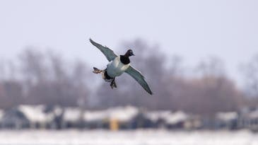 Canvasback Duck: The King of Waterfowl