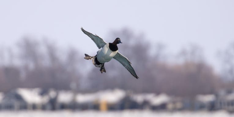 Canvasback Duck: The King of Waterfowl