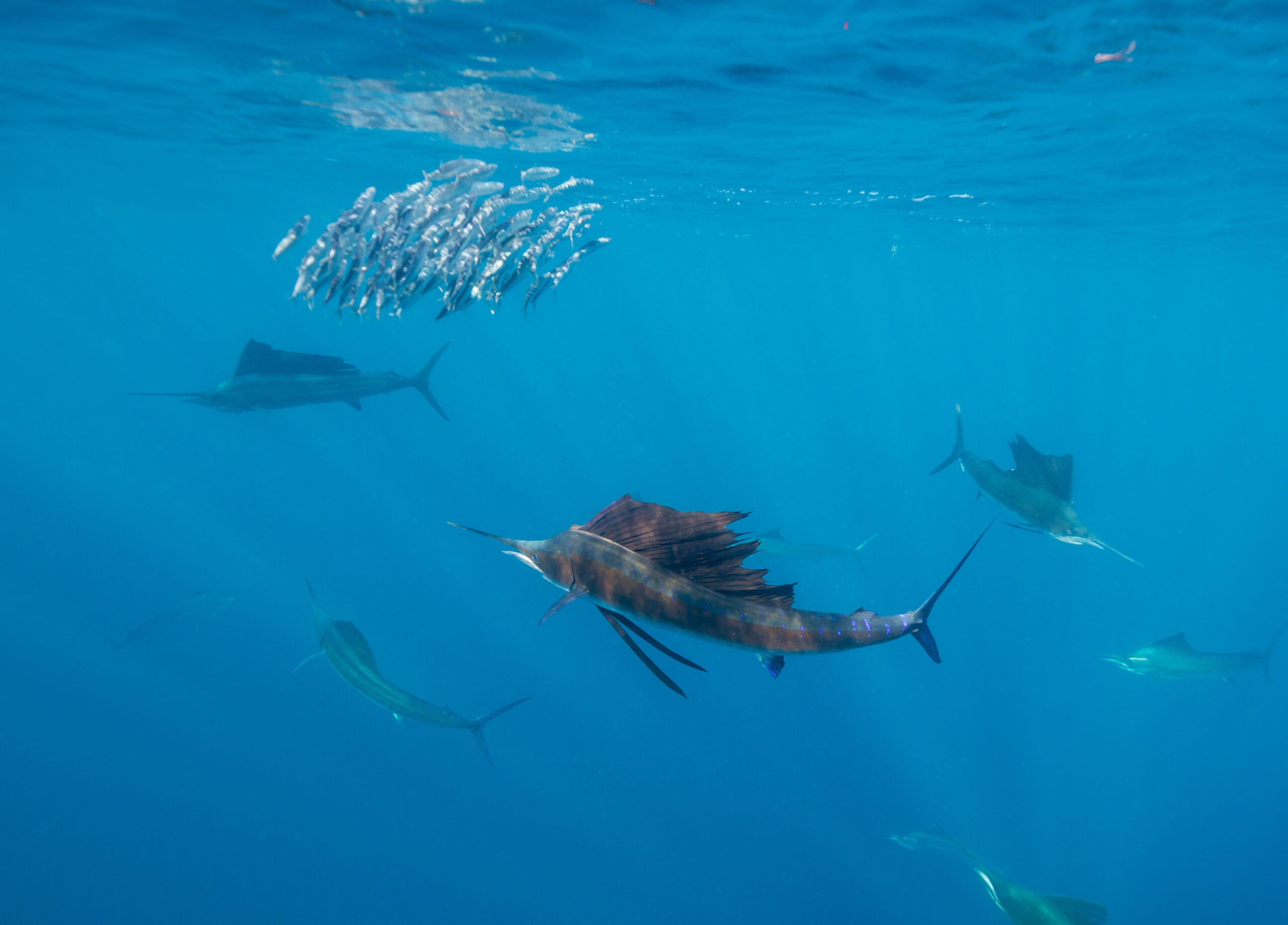 Three sailfish in blue ocean water school baitfish near the surface of the water.