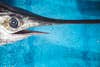 A close look at the large eye of a swordfish resting on a blue table.