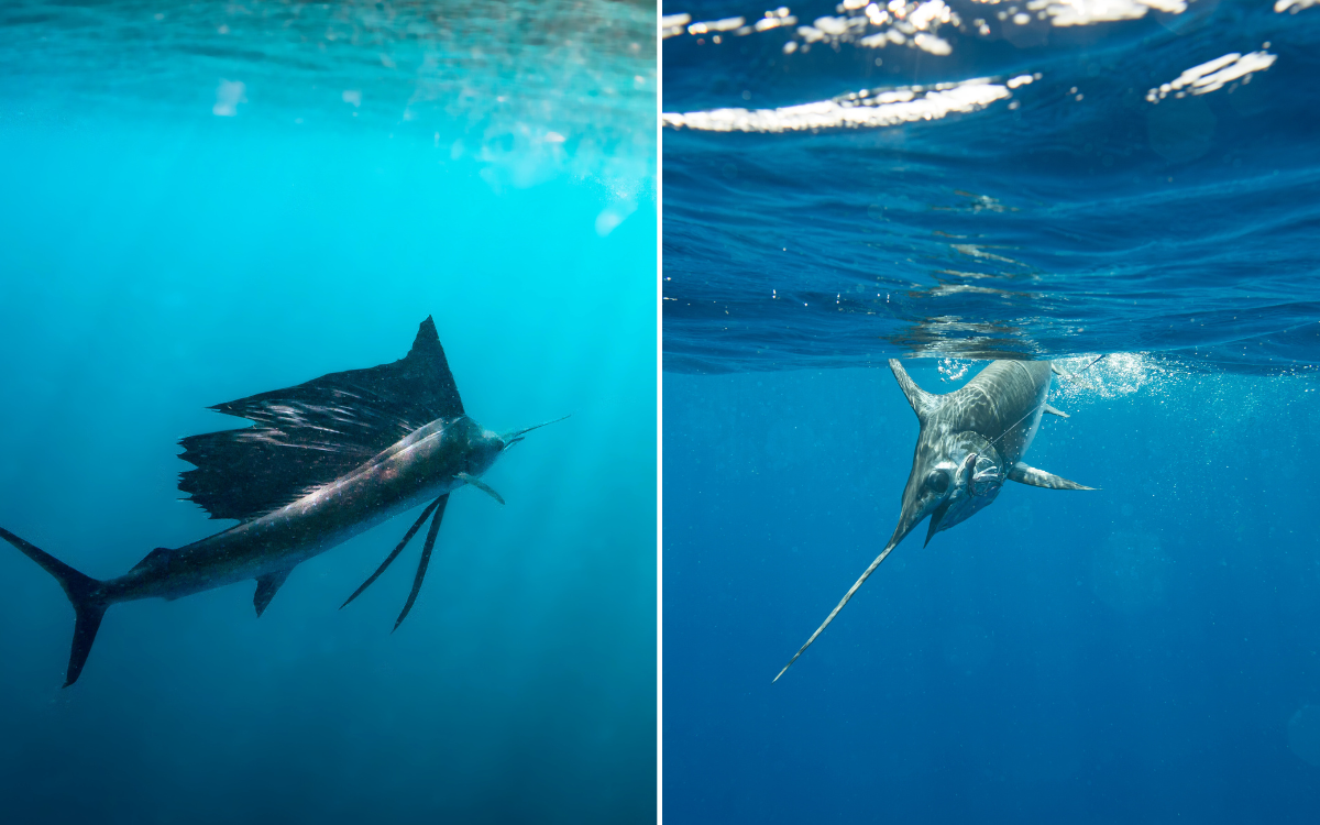 A side-by-side comparison of a sailfish vs swordfish