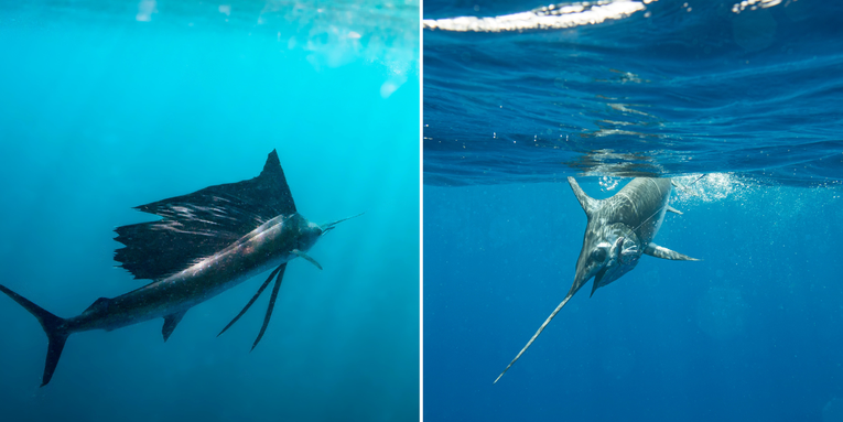 Sailfish vs Swordfish