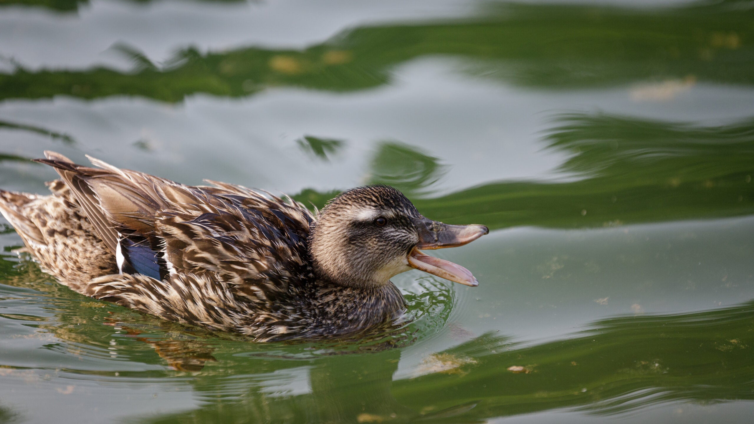 A hen mallard duck quacks as she swims along the surface of the water.