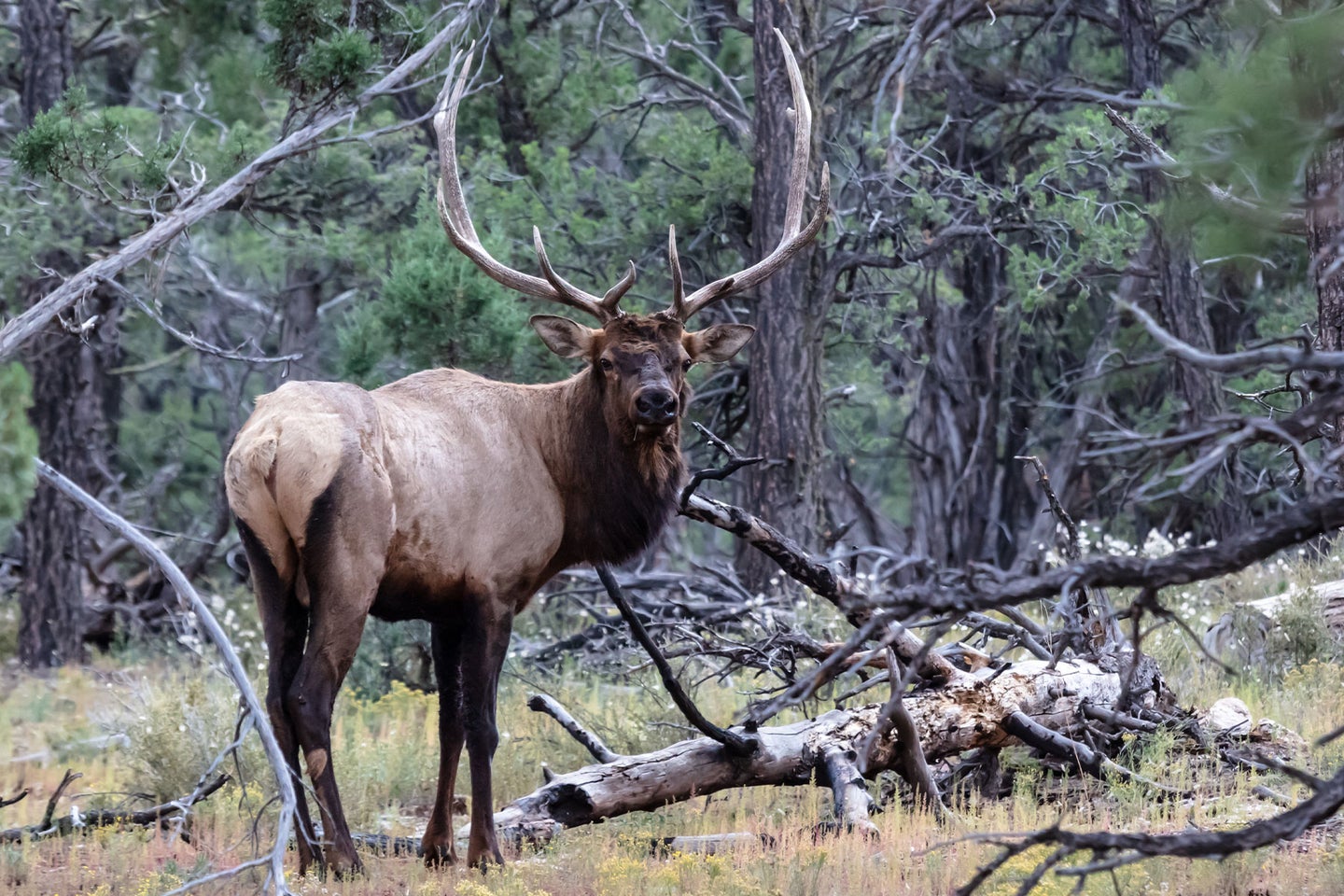 A bull elk stands in a forest.