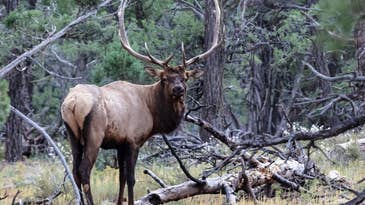 Elk Tramples and Kills Arizona Woman in Her Backyard