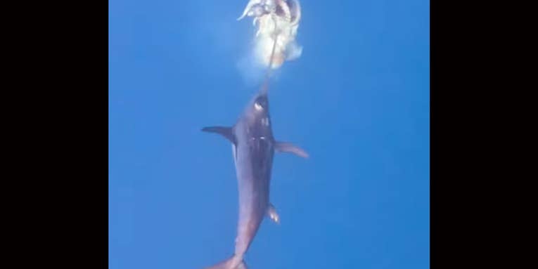 Watch a Massive Swordfish Stab an Angler’s Squid in Rare Underwater Footage