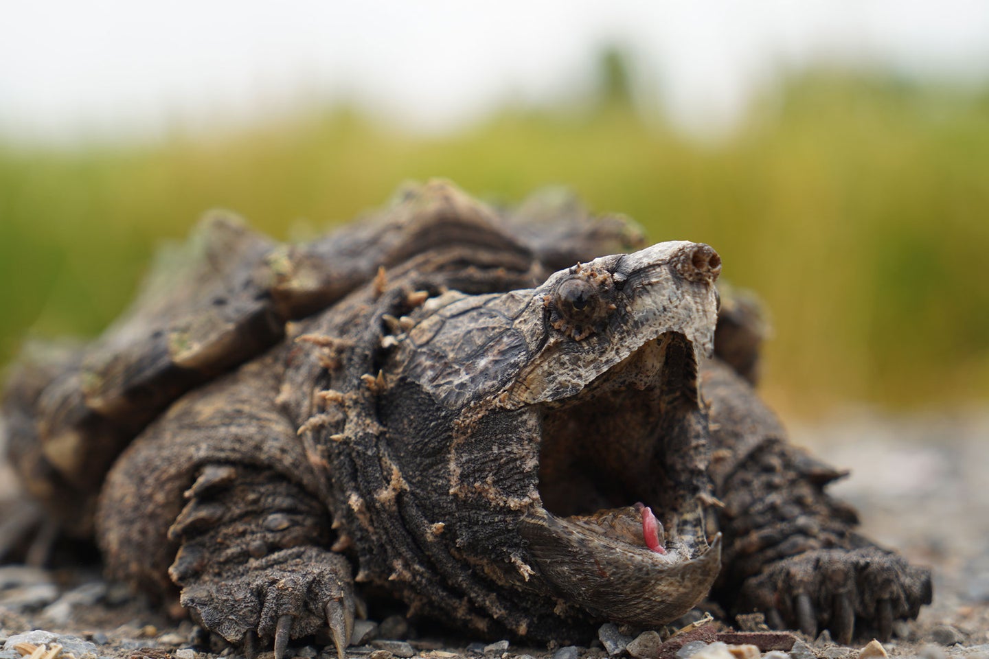 An alligator snapping turtle bears its sizable jaws while laying on dry ground.