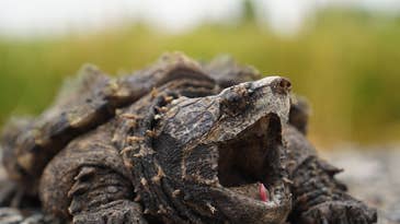 Texas Officials Offer $2,000 Reward to Catch Alligator Snapping Turtle Poachers