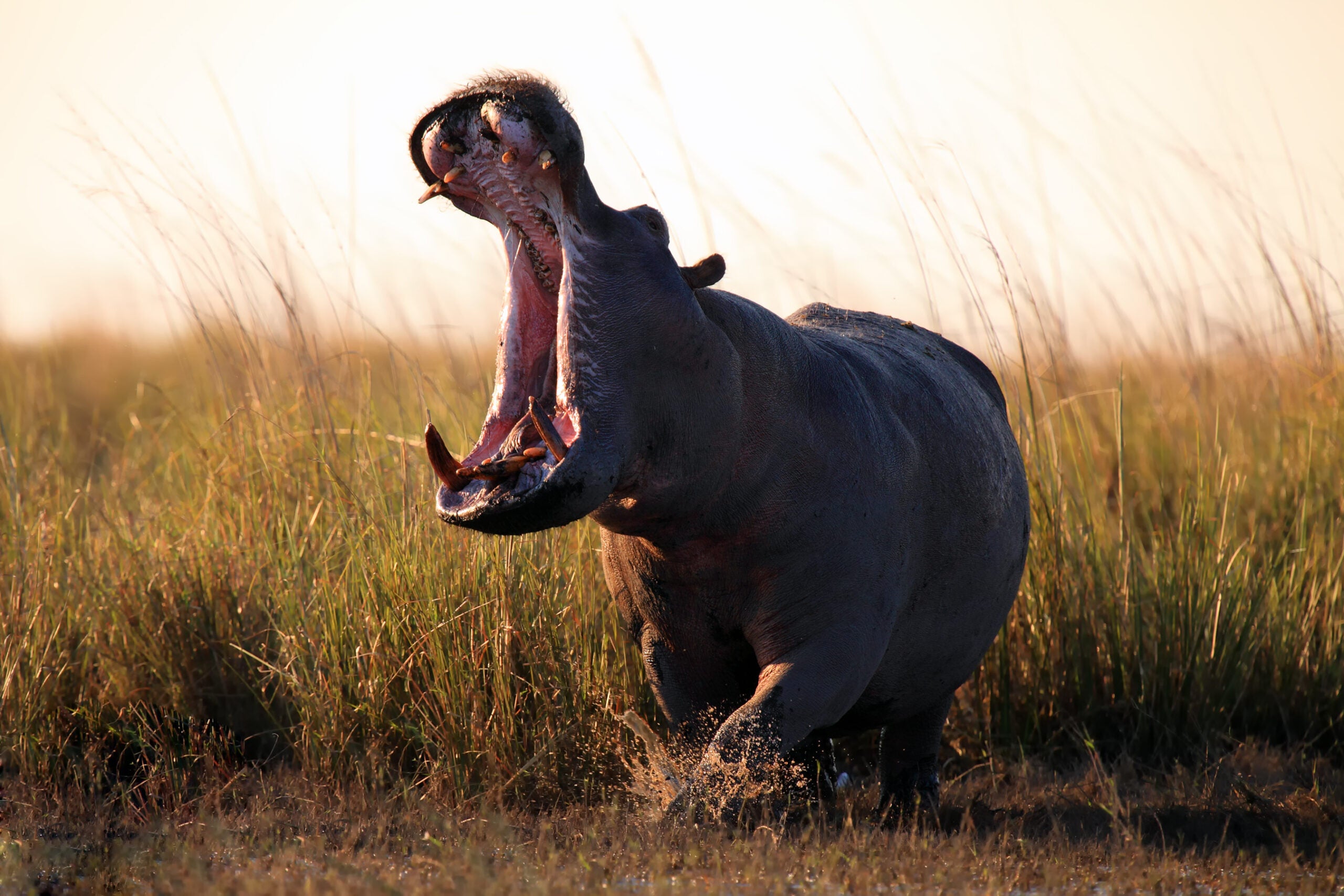Photo of a hippo roaring in African wetlands