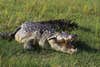 Photo of a crocodile walking through grass