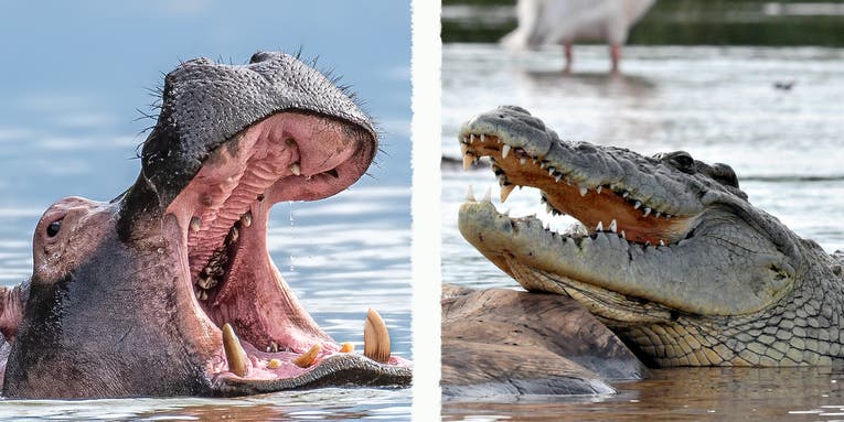Hippo vs Crocodile: A Showdown Between Heavyweights