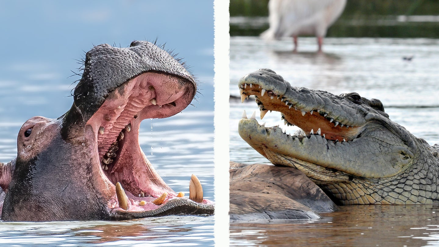 Photo of a hippo vs crocodile