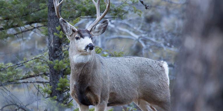 Yellowstone National Park Announces First-Known Case of Chronic Wasting Disease