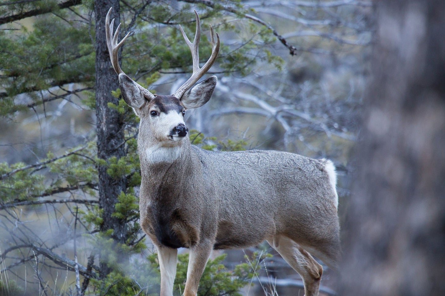 A mule deer buck stands alone in a forest inside Yellowstone National Park.