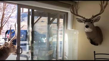 Watch a Buck Nearly Enter a Hunter’s Home to Pick a Fight with a Deer Head on the Wall