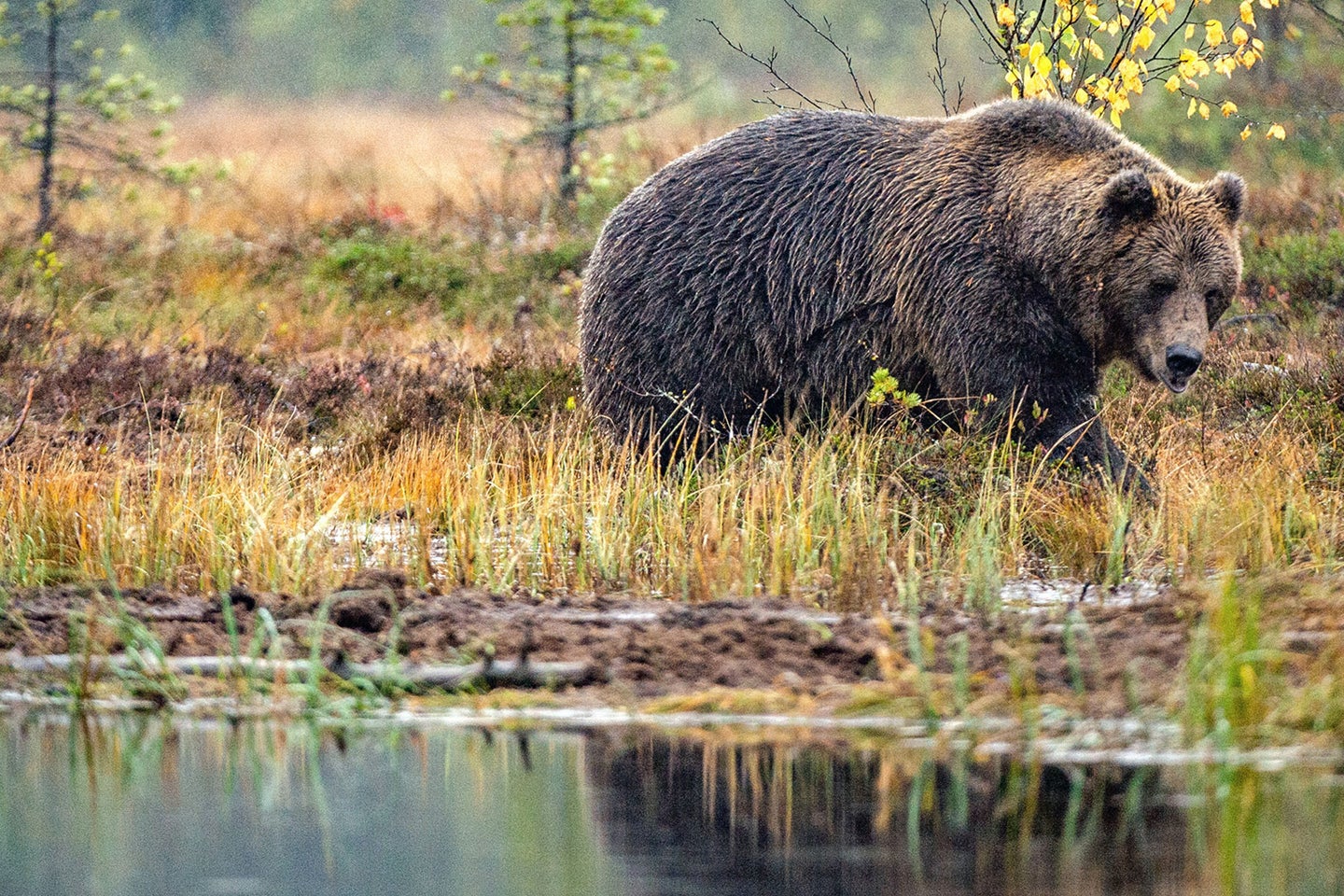 A coastal brown bear walks along the shoreline of an unnamed body of water.