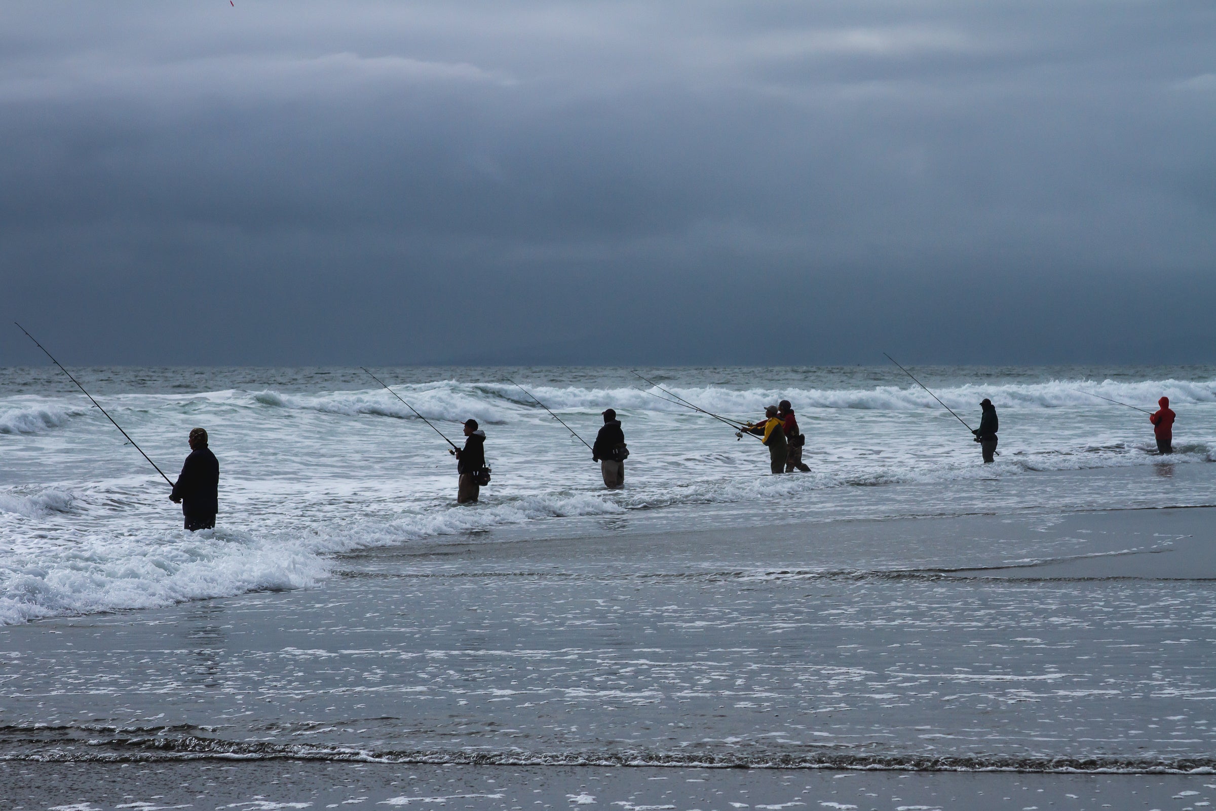 A row of surf fishermen stand in the water at the beach fishing for striped bass