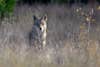 Photo of coyote wading through tall grass