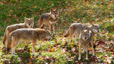Do Coyotes Hunt in Packs?
