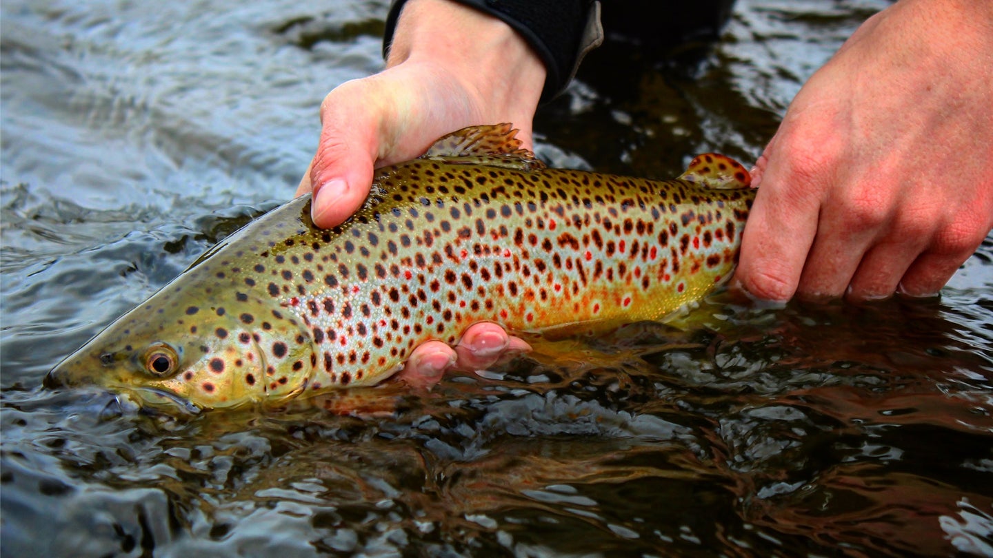 person holding brown trout