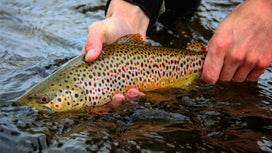 How to Catch Trout with Streamers