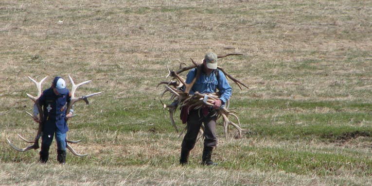Idaho Wildlife Officials to Enforce Temporary Shed Hunting Ban