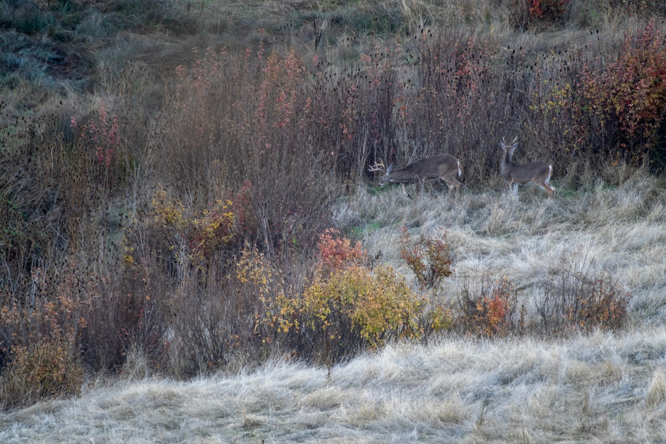 Two Columbian whitetail bucks cross a grassy opening and filter into a patch of brush