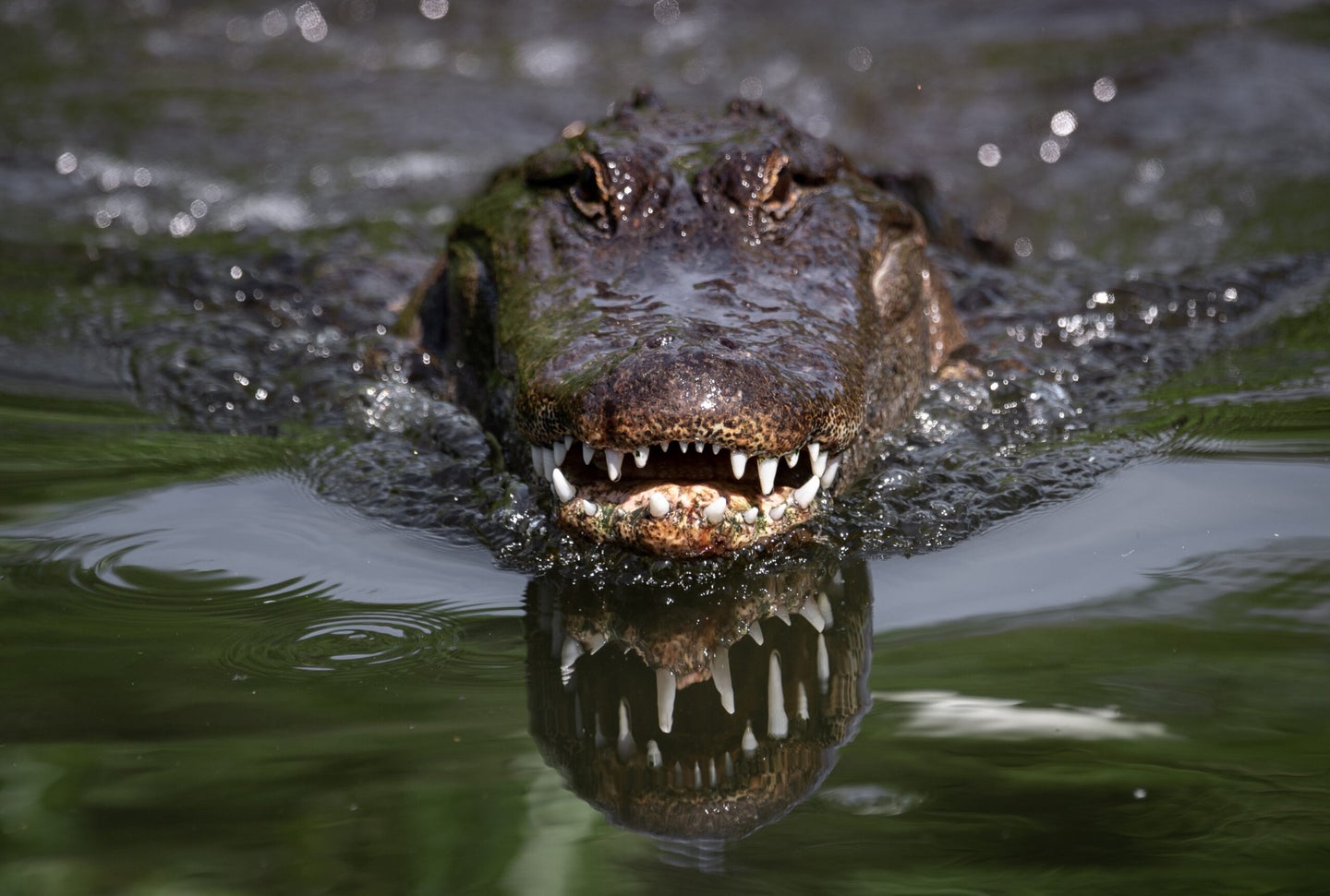 An alligator with its teeth showing swims in a lake with its head out of the water.