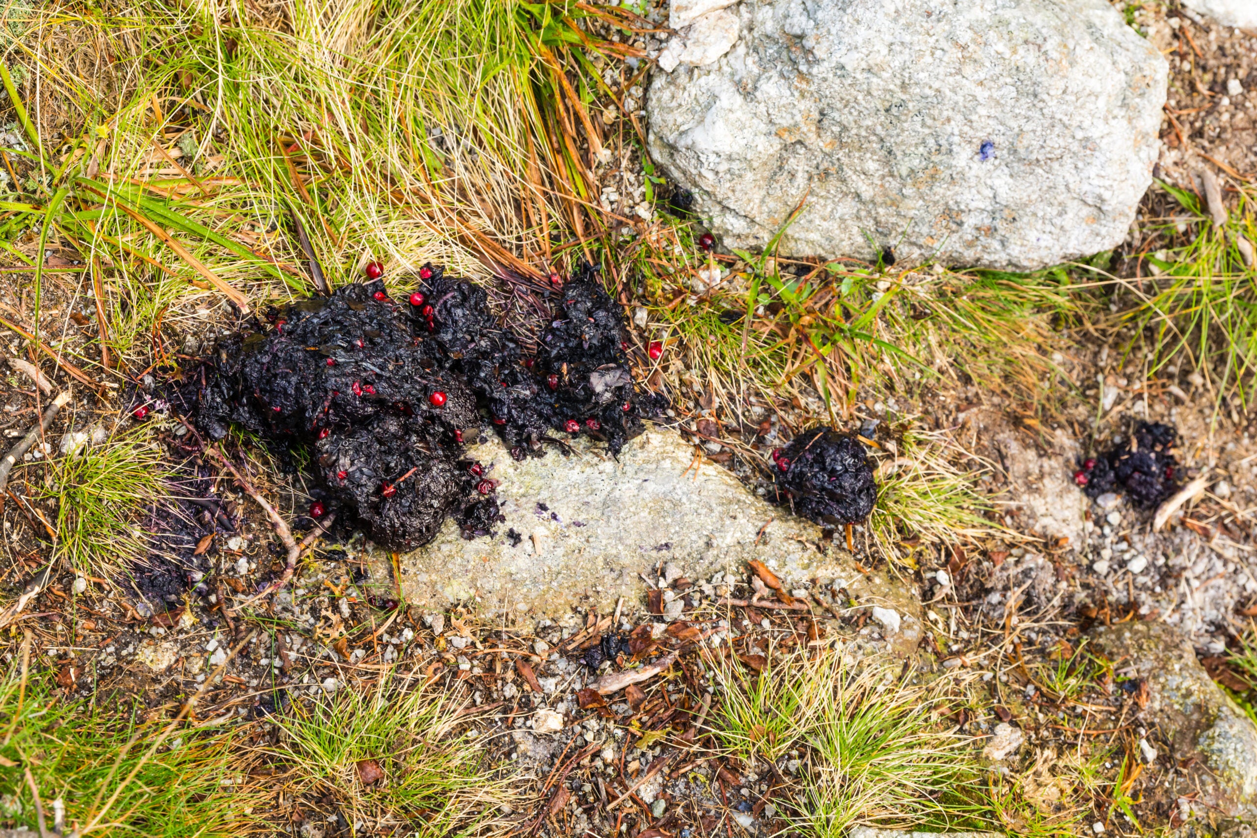 Photo of bear poop near a feeding territory