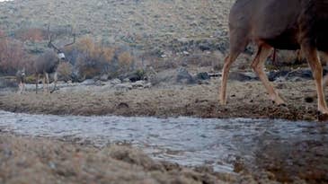 Controversial BLM Proposal Would Increase Protections for the World’s Longest Mule Deer Migration Corridor