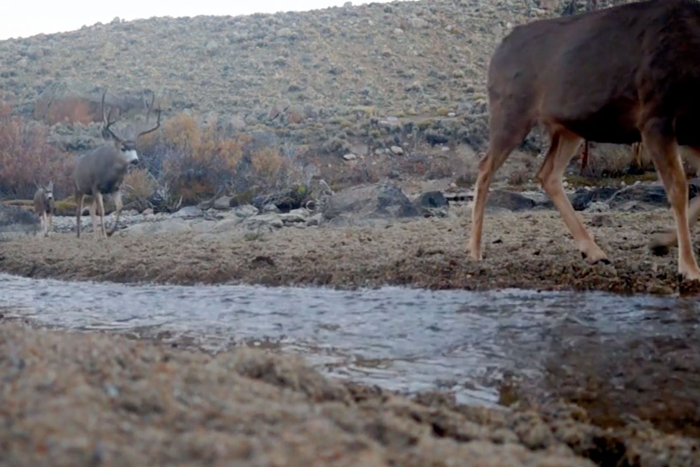 A group of mule deer migrate across a river western Wyoming.