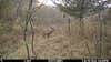 Photo of an 8-point buck in the woods taken by a trail camera