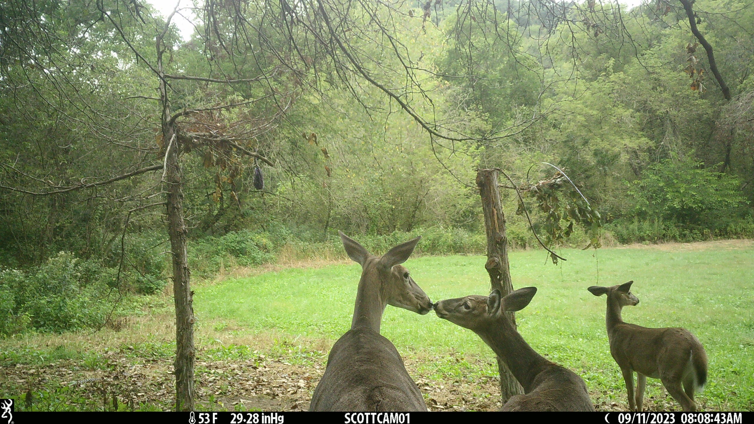 Trail-camera photo of three whitetail deer near a field