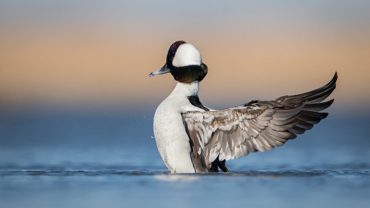 Photo of a bufflehead flapping its wings