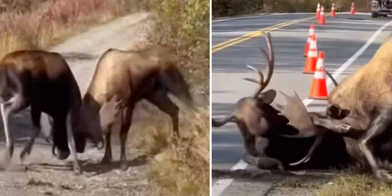 Watch: Intense Video Shows Two Massive Bull Moose Battling on a Highway