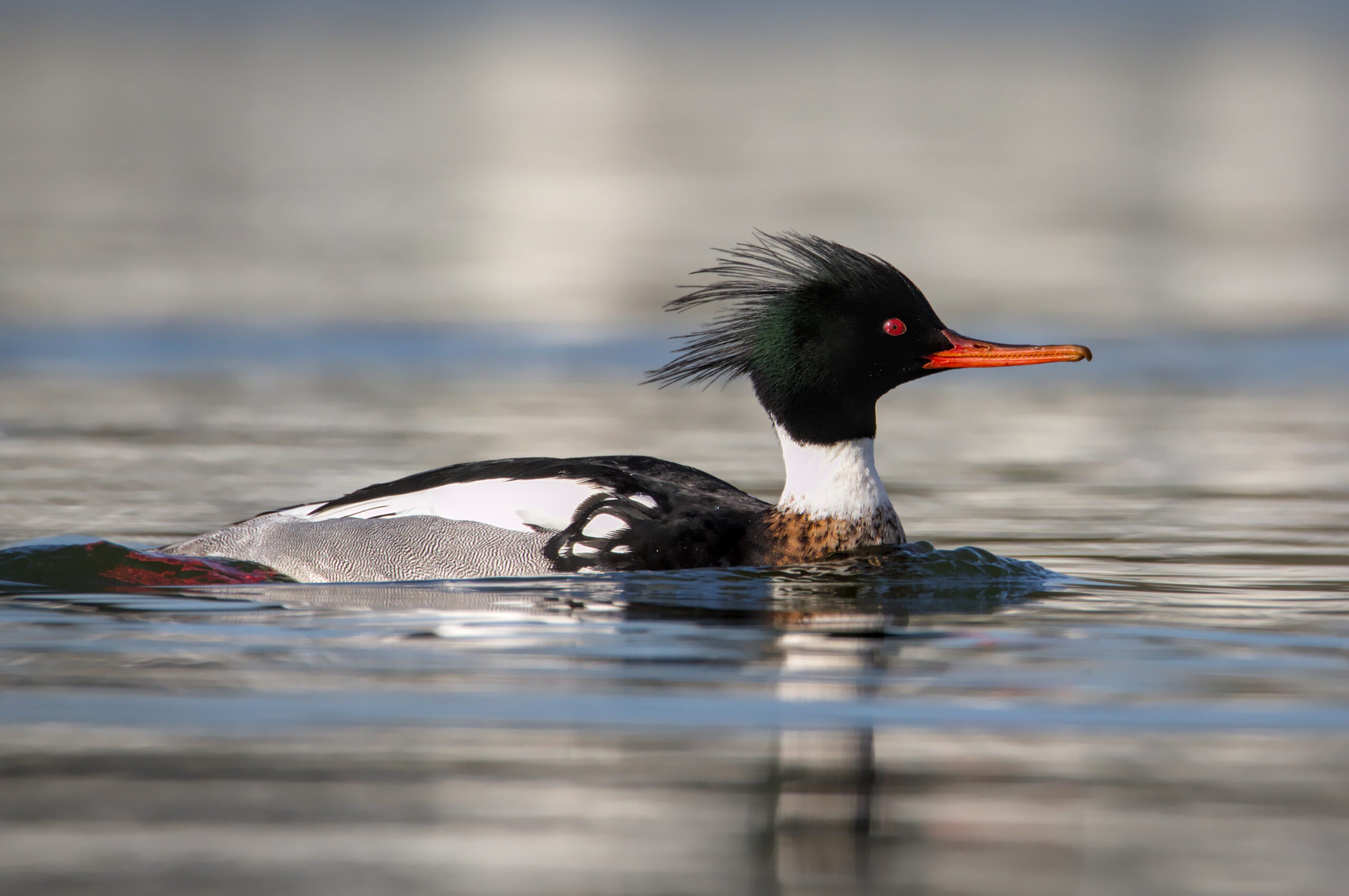 Photo of a red-breasted merganser duck on the water