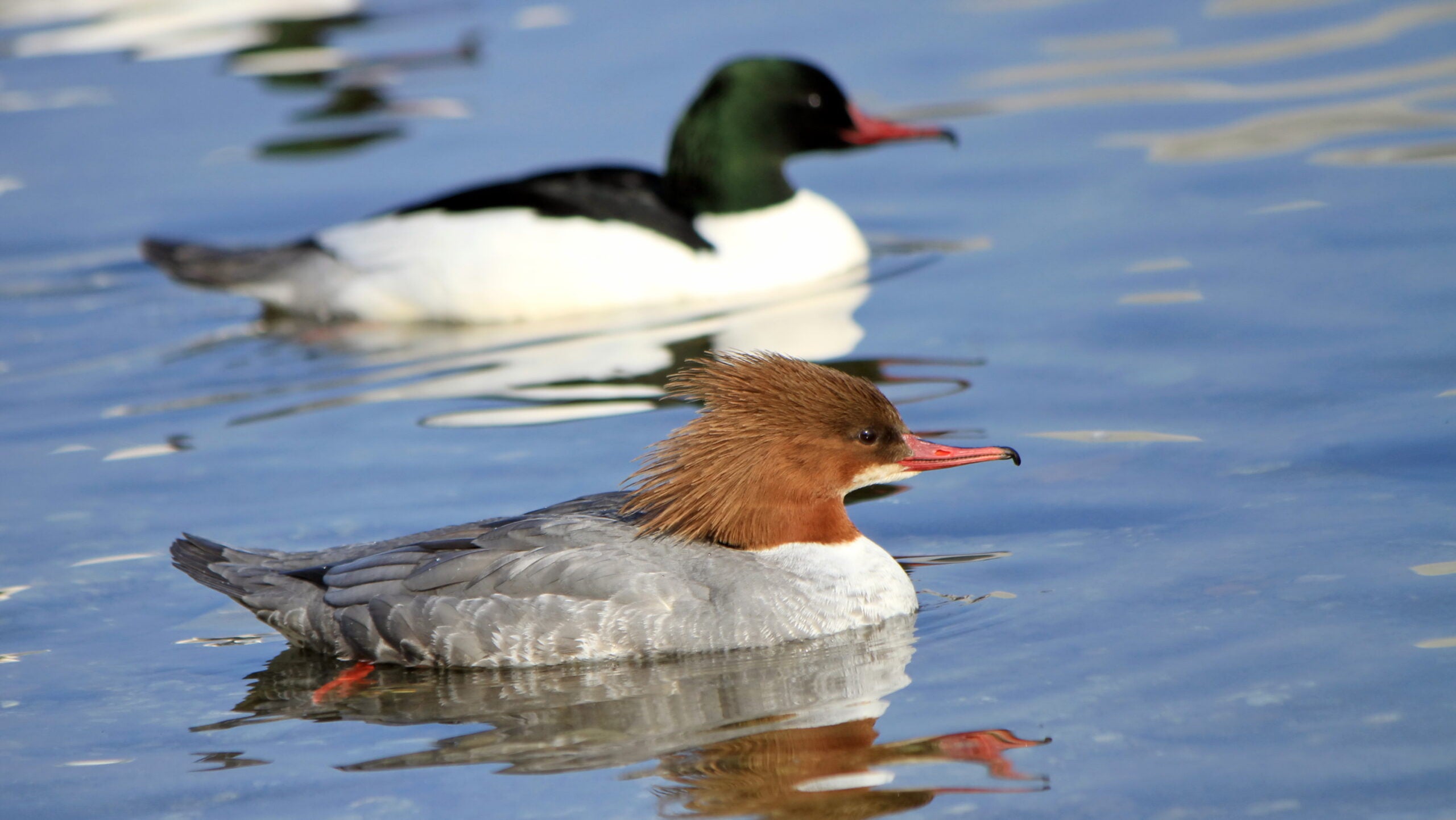 Photo of a male and a female common merganser